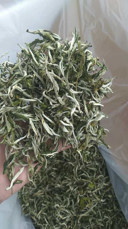 勐海县云南绿茶 一级 散装