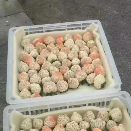 泰安白雪公主草莓苗 小町 桃熏 淡雪 多个白系草莓品种 现挖现卖