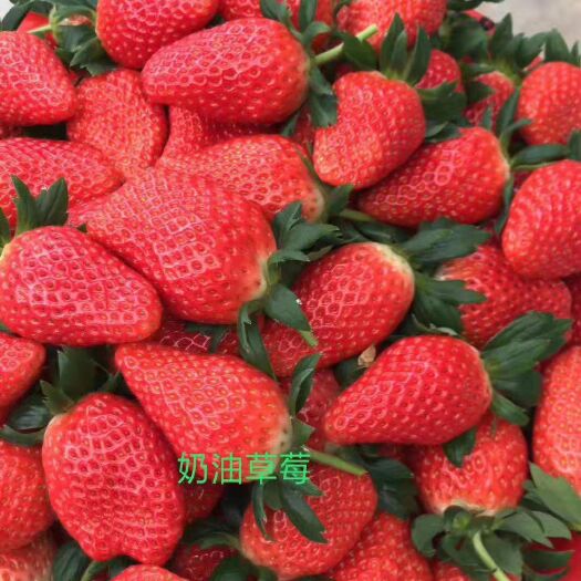 泰安奶油草莓苗 现挖现发只卖优质苗 泡沫箱加冰保湿发货 保成活率