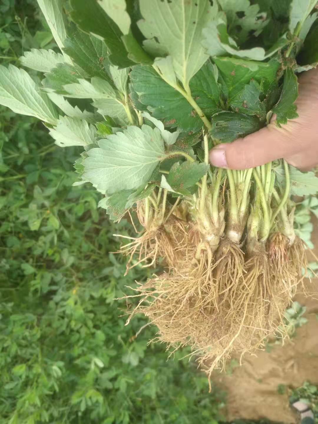  草莓苗章姬，甜宝，奶油草莓！基地现挖，苗子根系发达