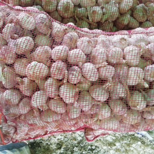 丰县紫皮蒜  地头货源，质量好价格底。