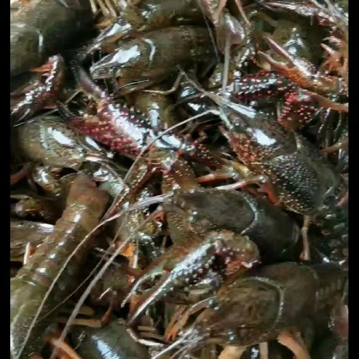 宜良县红螯螯虾鲜活水产出自云南昆明宜良优质水产基地