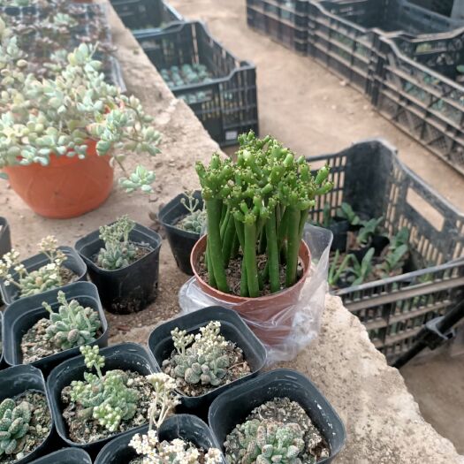 沭阳县 珊瑚棒室内办公桌上绿植多肉植物