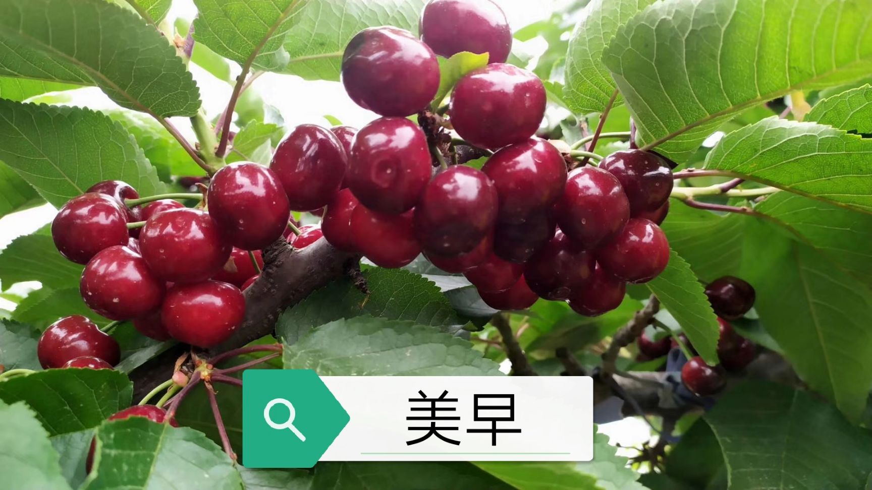 俄罗斯八号矮化樱桃苗 好吃的大樱桃、车厘子