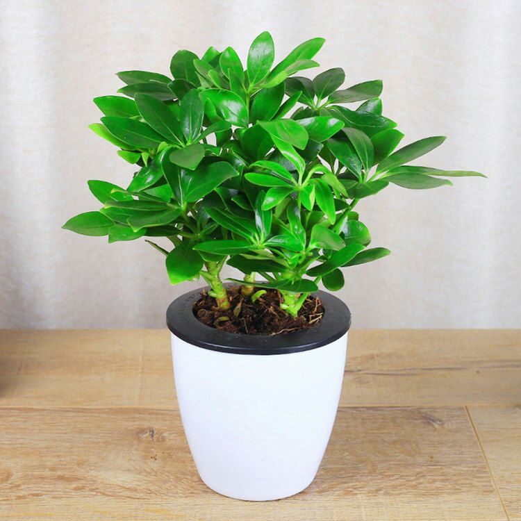  四季常青八方来财鸭脚木室内阳台桌面绿植盆栽花卉发财树盆景