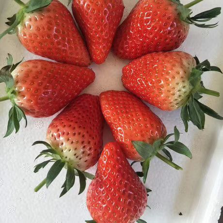泰安 草莓苗章姬，甜宝，奶油草莓！基地现挖，苗子根系发达