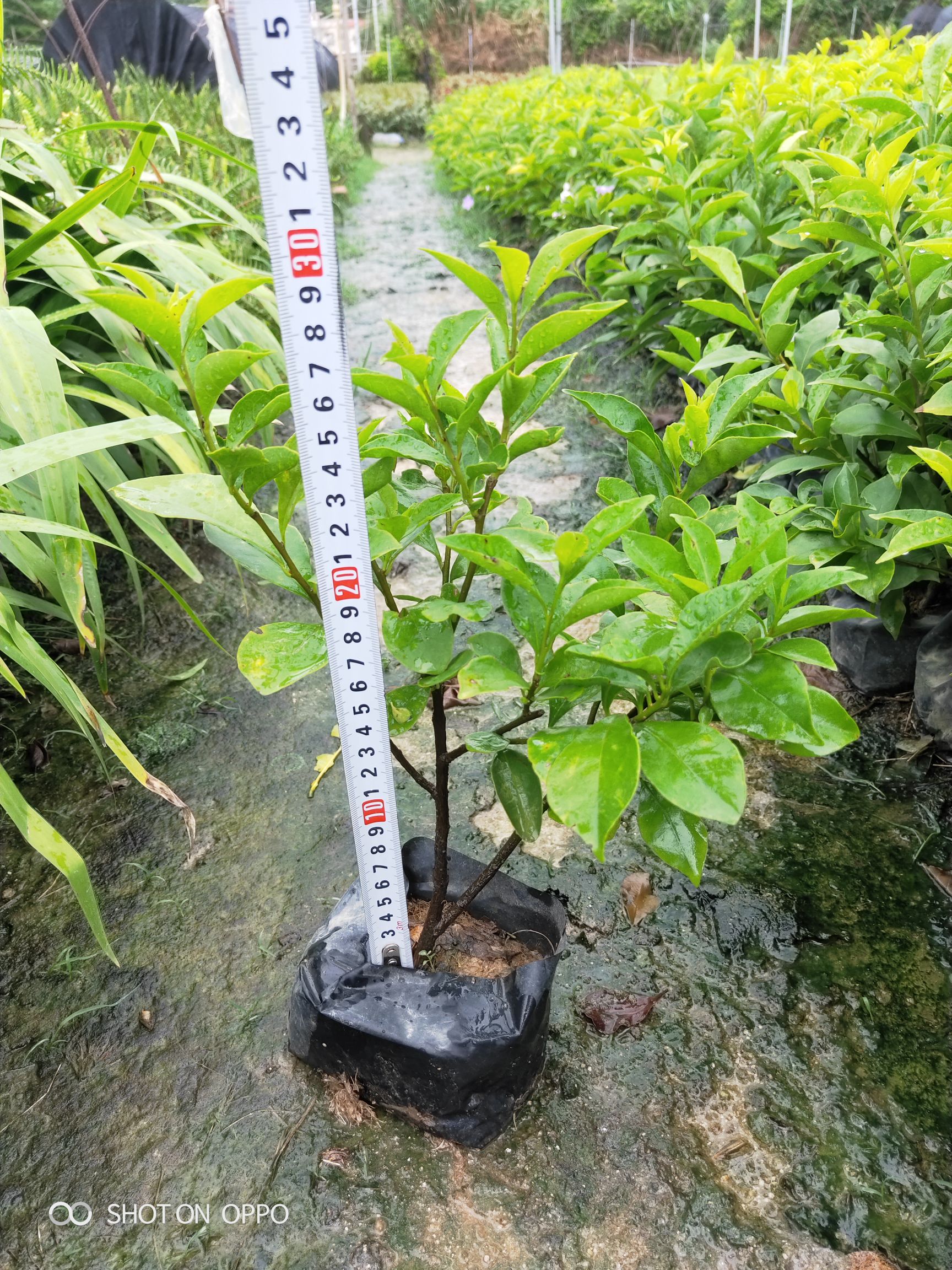 双色茉莉 茉莉福建漳州苗木基地