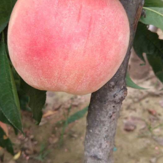 威县 永联蜜桃大量上市