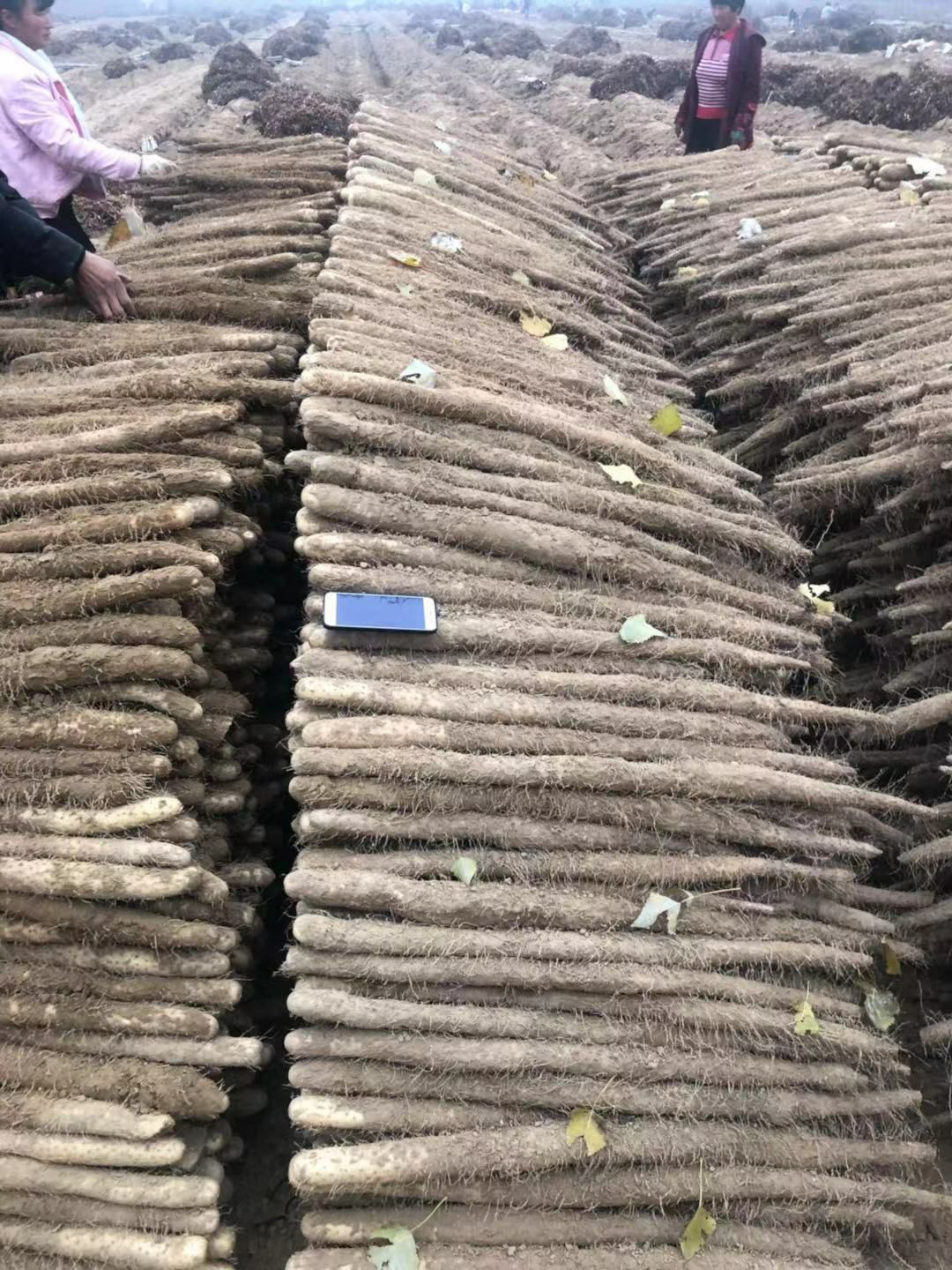  铁棍山药种子 正宗山药豆淮山种子 高产蔬菜庭院种西施山药种子