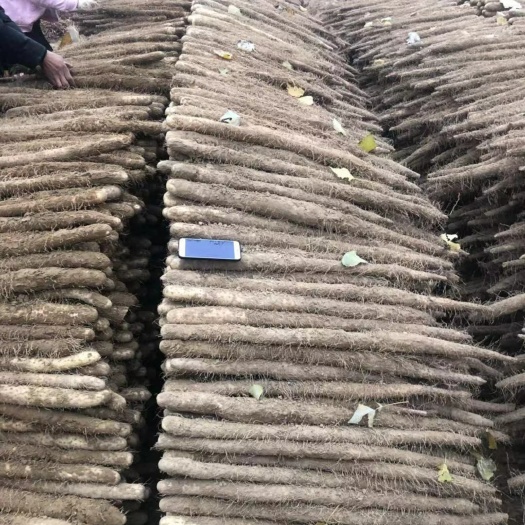 邵东市 铁棍山药种子 正宗山药豆淮山种子 高产蔬菜庭院种西施山药种子