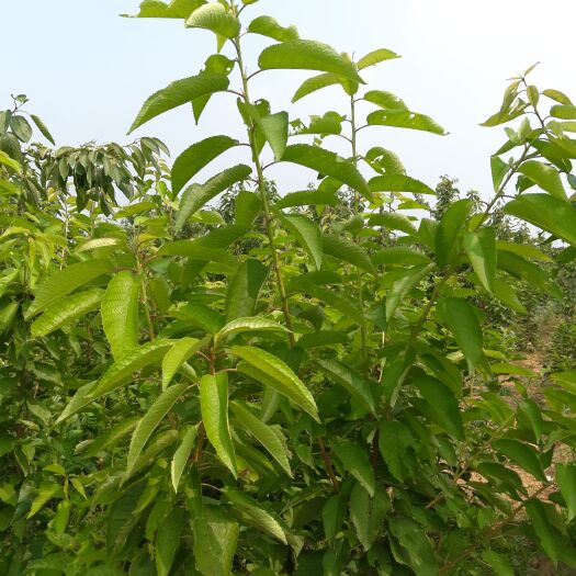 新泰市美国一号樱桃苗