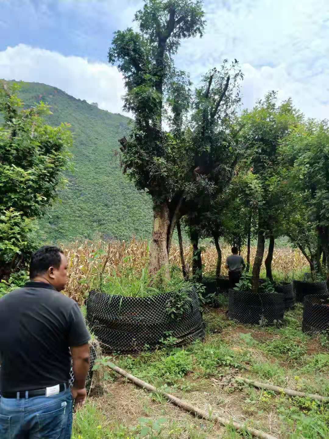  清香木