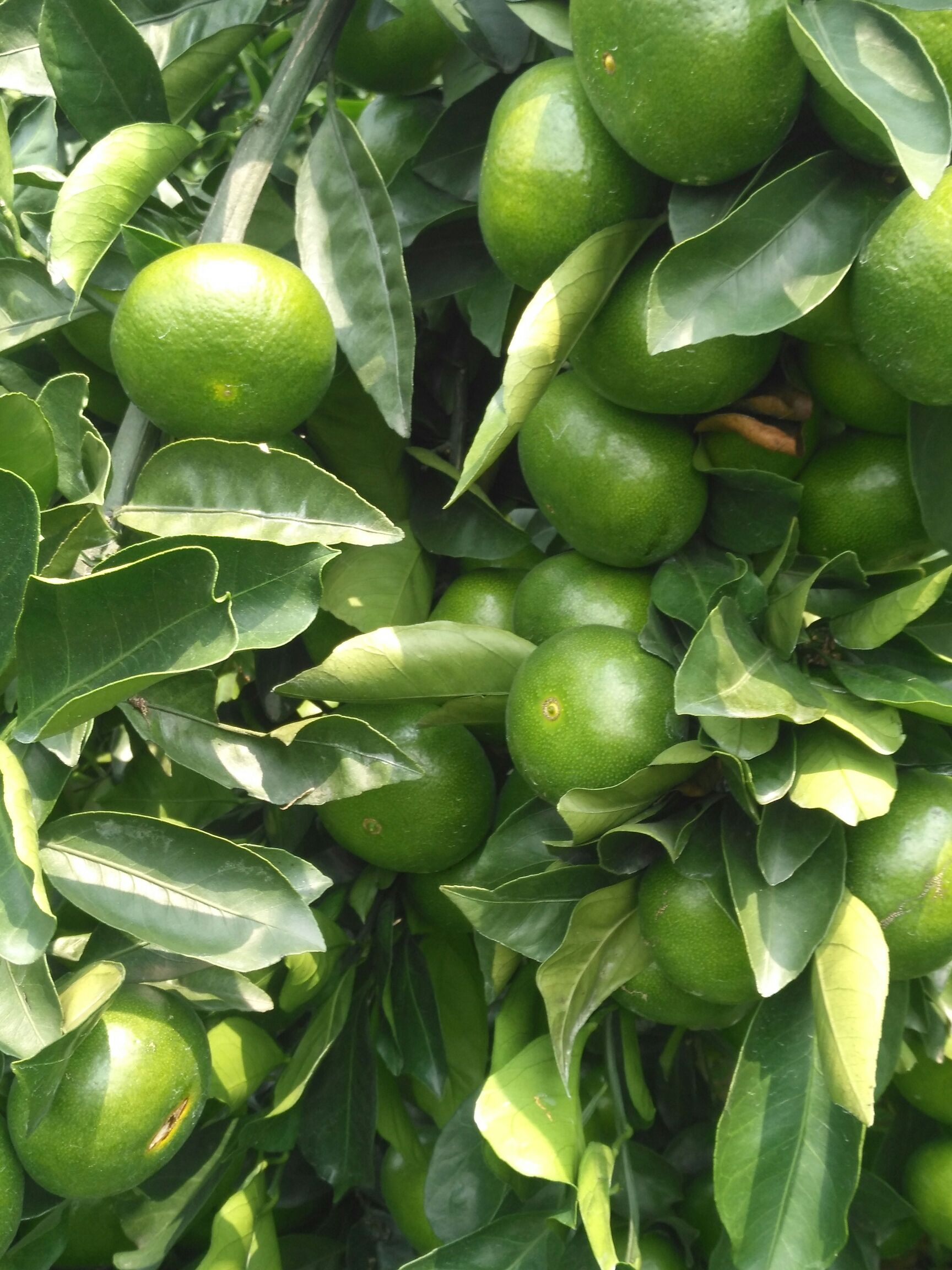 普早蜜桔 统货 3两以上 