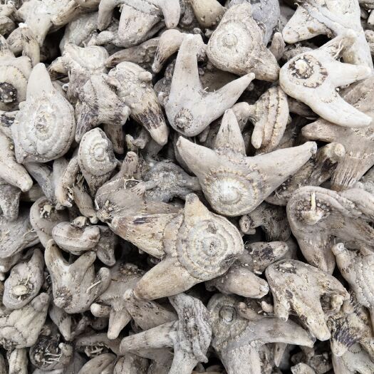 亳州白及个子 白芨 各种规格 新货 各种规格 批发各种中药材