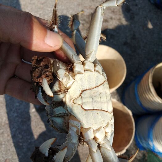 盘山县盘锦河蟹 稻蟹共生，肉黄特香，水质无污染，光照1o小时