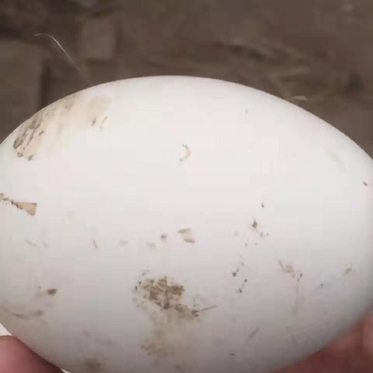 镇江鲜鹅蛋 食用 箱装