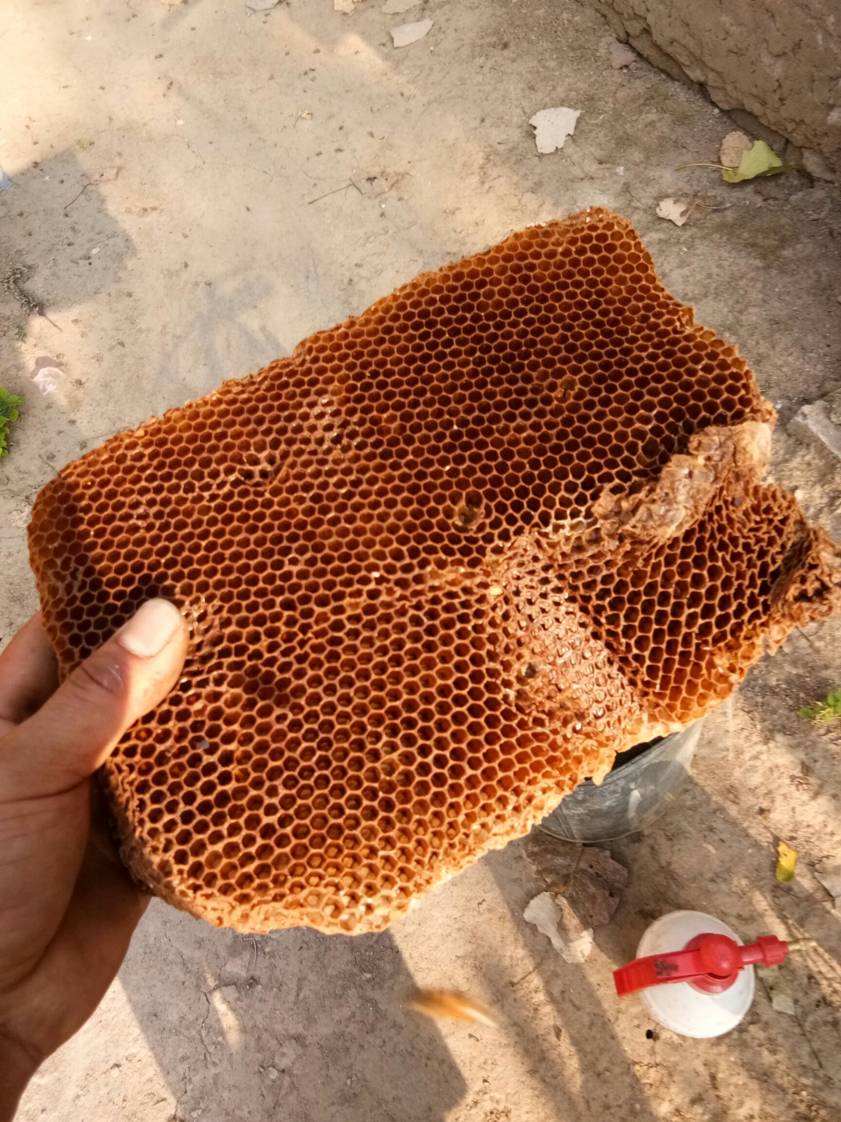 谷城县蜂蜡 24个月以上  蜂蜡，养蜂用，药用，工业用，收峰用。老脾蜡，新脾蜡。