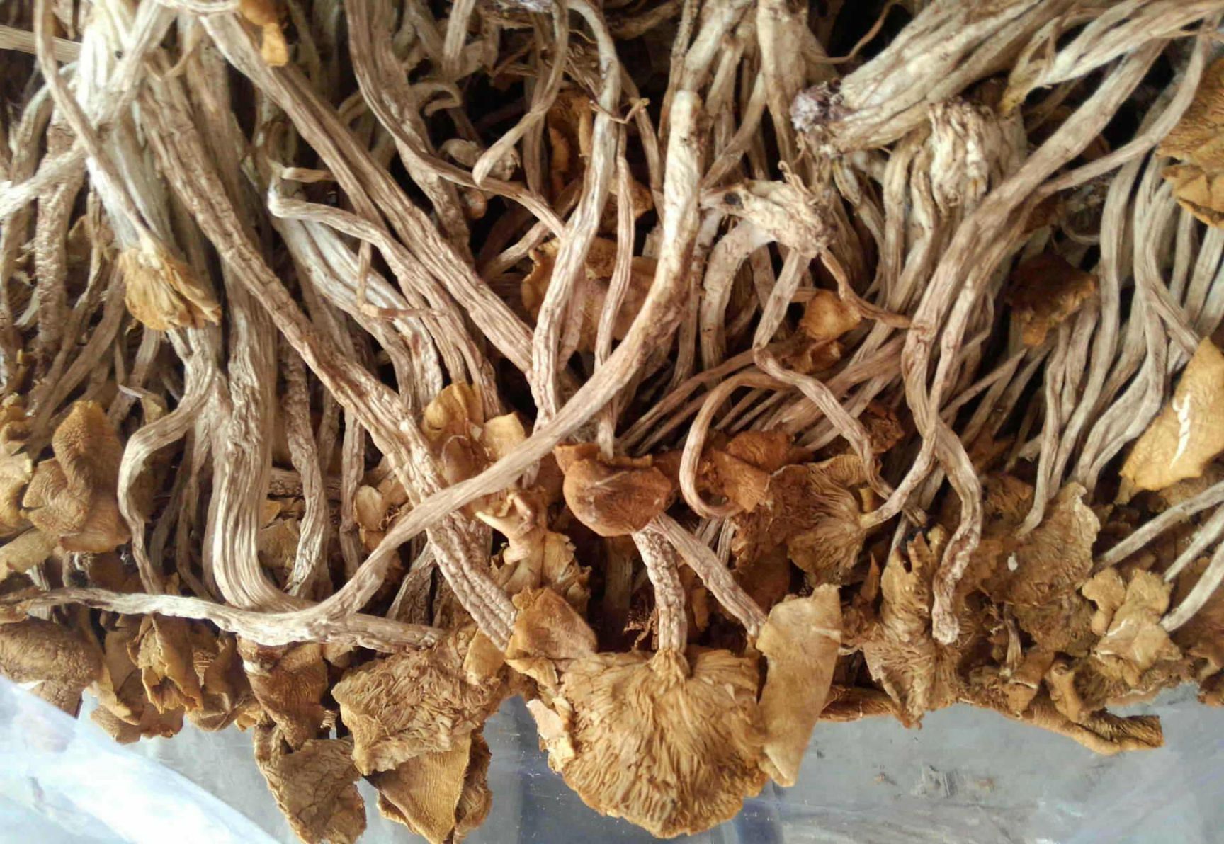  普通茶树菇