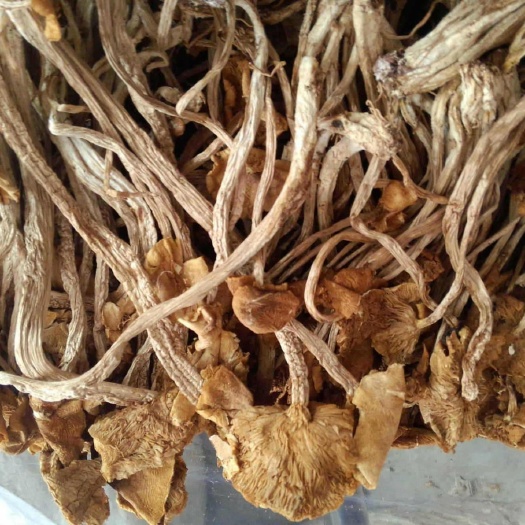 玉屏县 普通茶树菇