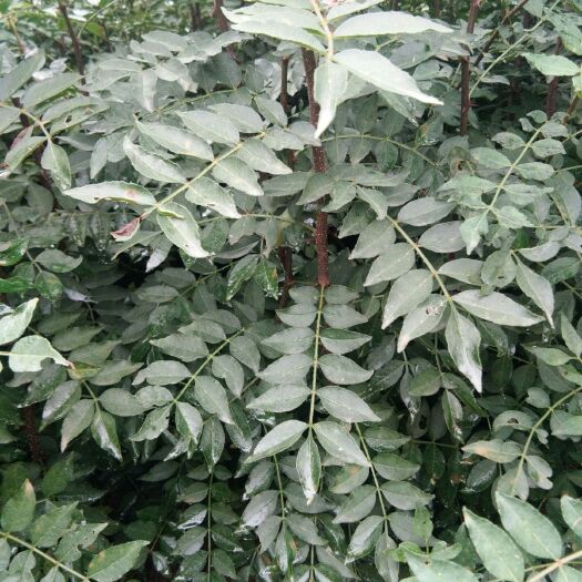 泰安 批发大红袍花椒苗，自家苗圃种植