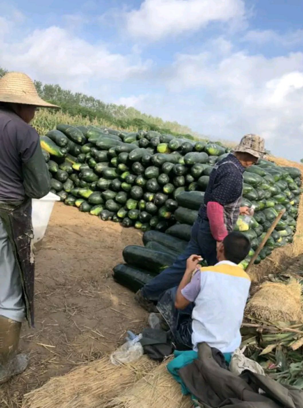 黑皮冬瓜  冬瓜大量上市