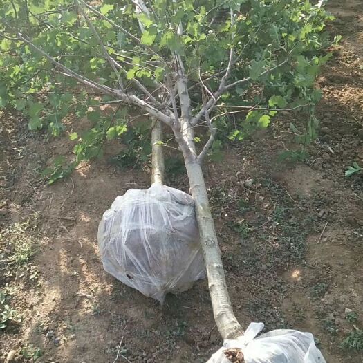 卢龙县大金星山楂树苗 山楂树