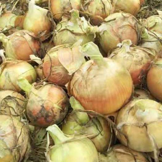 金塔县黄皮洋葱  万吨洋葱种植基地，生产的洋葱个大色艳，口感好，无土，无根腐。