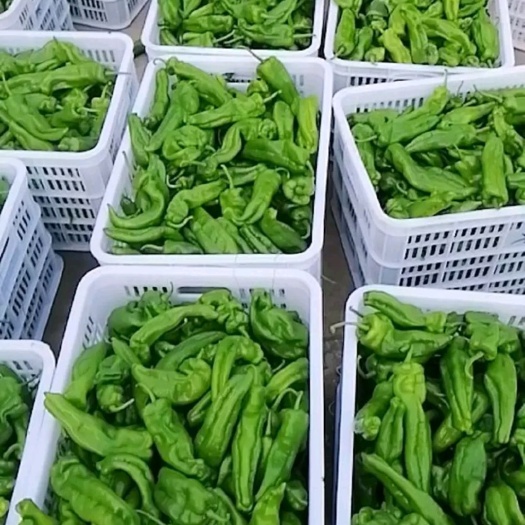 宁波301辣椒 10~15cm 微辣 靑色