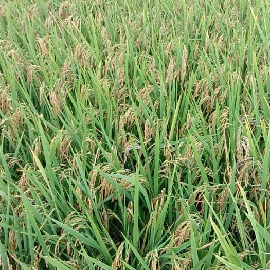 绵竹市 2019泰优390，宜香优