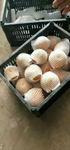 东阿县圆黄梨 80mm以上 400-450g
