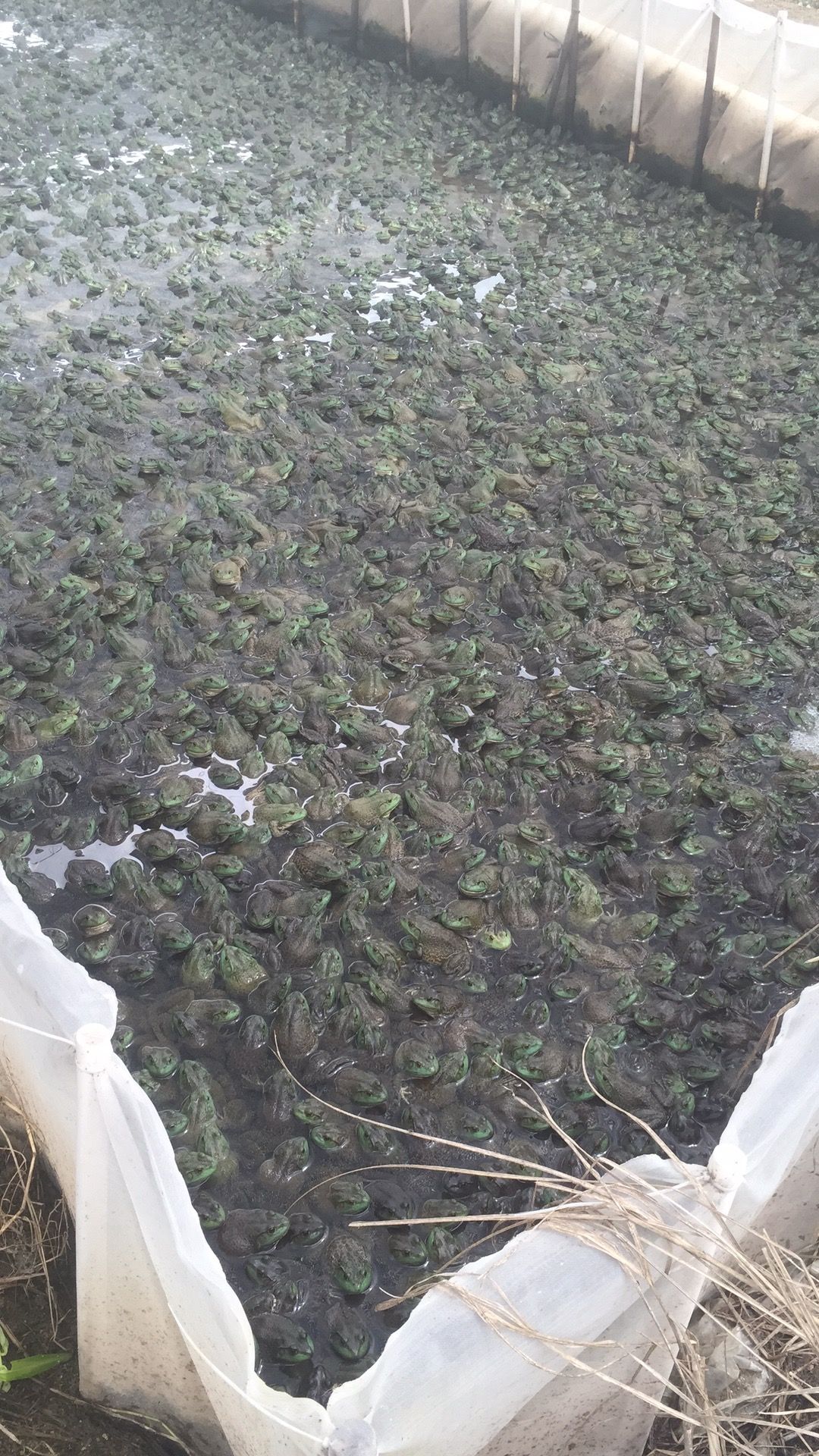 [牛蛙批发]牛蛙价格7.8元\/斤 30斤起批