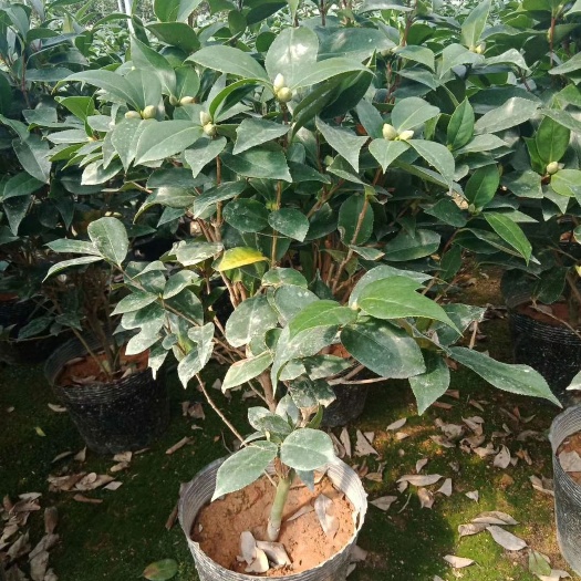漳平市 23杯赤丹茶花带花苞 产地直销批发量大优惠