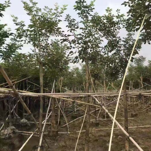 英德市 黄花风铃木