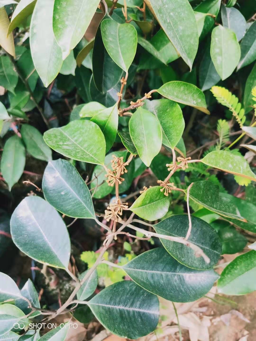 牛奶果苗 嫁接苗 挂果快