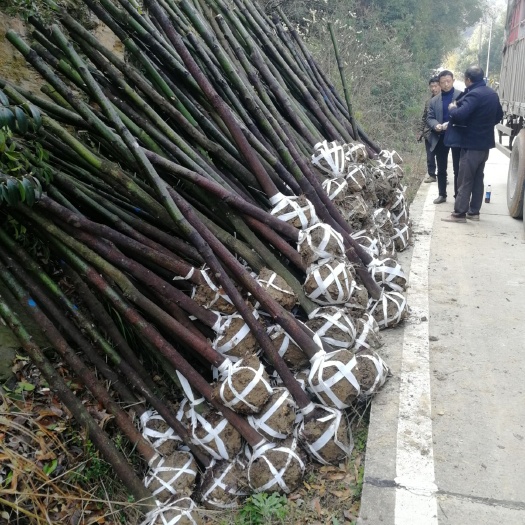 咸宁 湖北咸宁全冠香樟 杀头截杆香樟树 树型优美 成活率髙