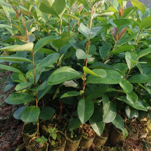 灵山县油茶树苗  嫁接软枝油茶【灵山县威俊药材种植专业合作社】