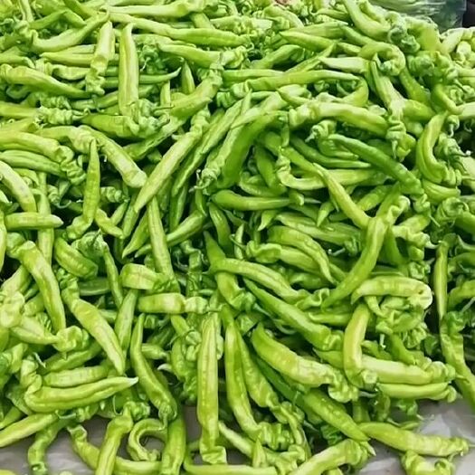 牛角椒 开始了老板们