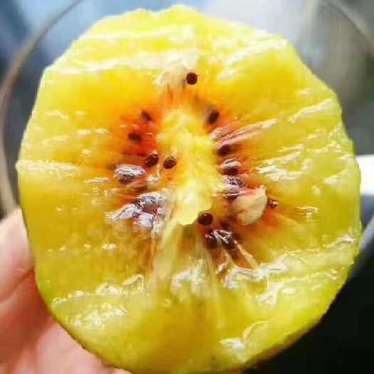 苍溪县正宗苍溪红心猕猴桃奇异果现摘现发新鲜发货保证口感红阳红心猕猴