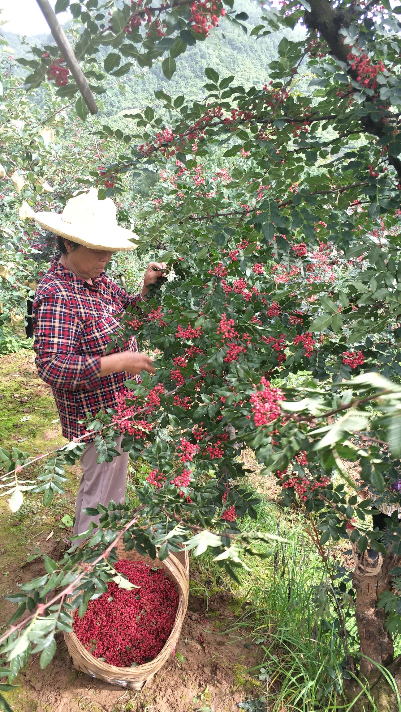 大红袍花椒 ！凤椒大红袍色泽鲜红，粒大肉厚，形具“双耳”麻味悠久清香浓厚