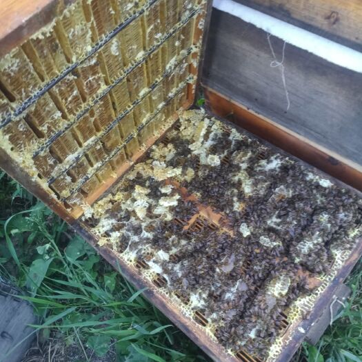 蜂巢蜜 原蜜  非浓缩 天然封盖  蜂厂直供