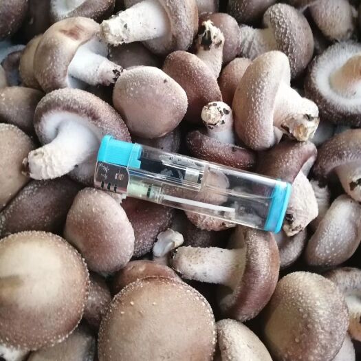 广州香菇0912 好菇 中菇 小包