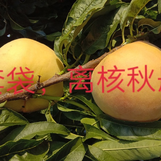 五莲县秋彤桃 套袋秋彤