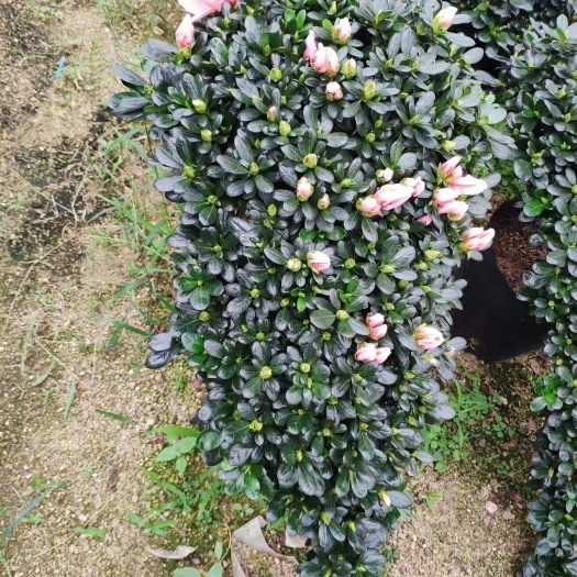 漳平市 小桃红杜鹃花 悬崖杜鹃花盆栽植物 产地直销批发量大优惠