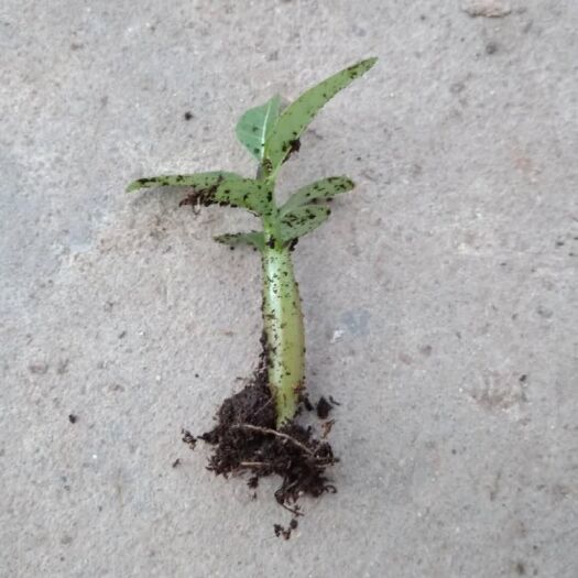 广州沙漠玫瑰 穴盘苗10公分左右高 盆栽花卉绿植