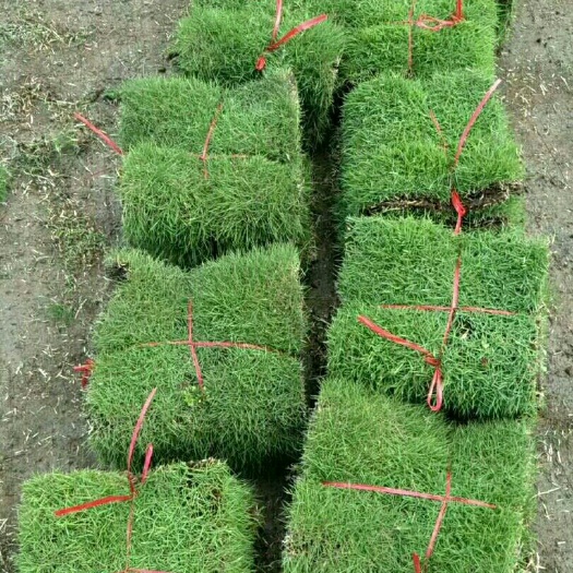 郴州 马尼拉草
