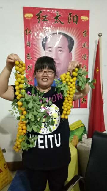 绛县 钙果苗