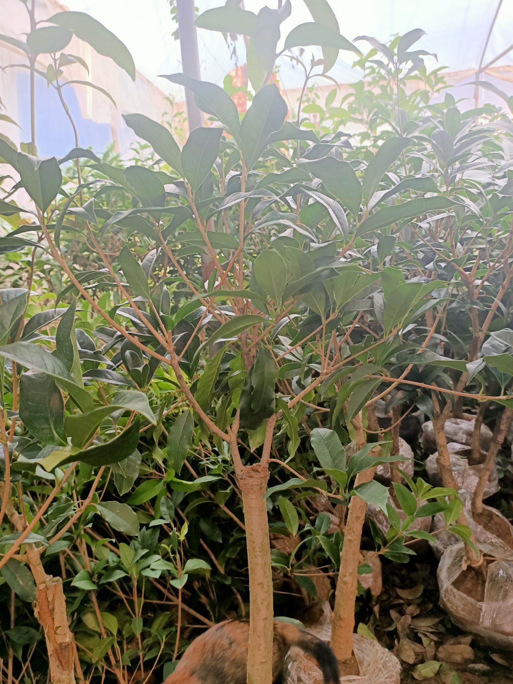 桂花树苗 桂花树