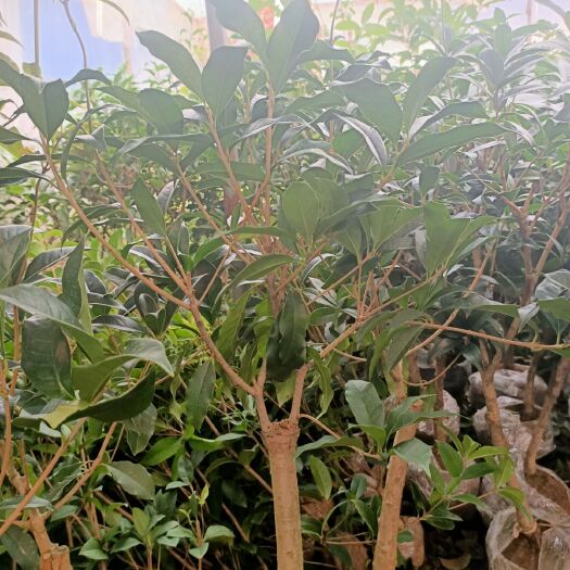 沭阳县桂花树苗 桂花树