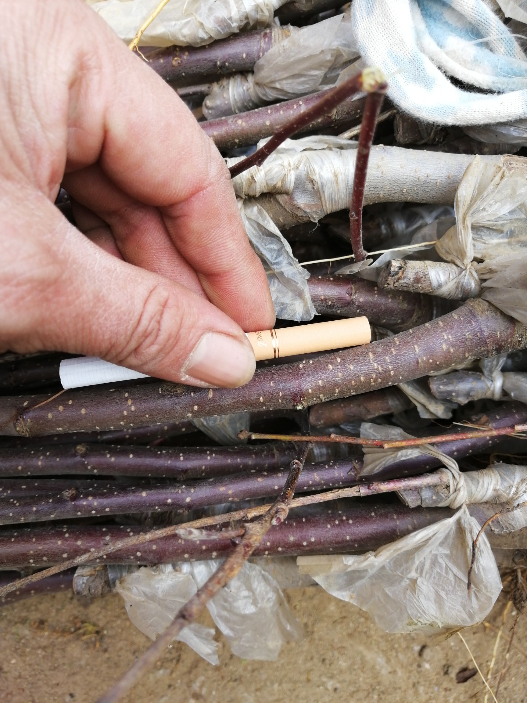  维纳斯黄金苹果苗价格 晚熟品种维纳斯黄金苹果苗哪里有