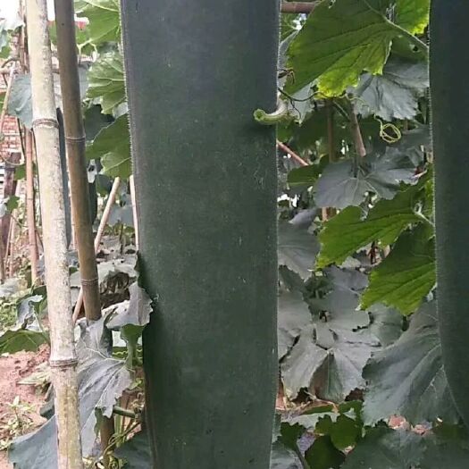 郸城县 精品黑皮冬瓜